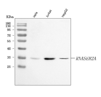 Ribonuclease H2, subunit A/RNASEH2A Antibody