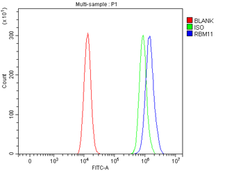 Anti-RBM11 Antibody