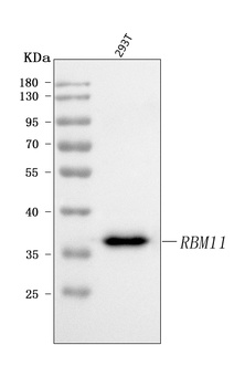 RBM11 Antibody
