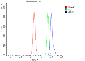 Anti-UHRF1 Antibody