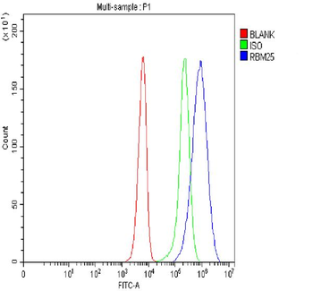 Anti-RBM25 Antibody