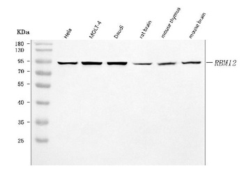 SWAN/RBM12 Antibody