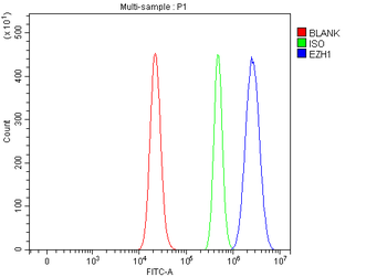 Anti-EZH1 Antibody