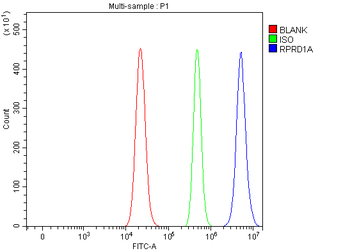 Anti-P15RS/RPRD1A Antibody