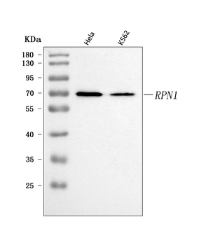 Ribophorin I/RPN1 Antibody