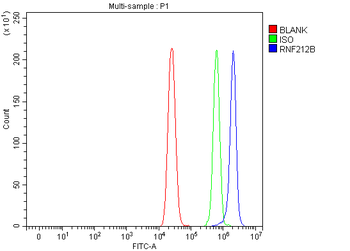 Anti-RNF212B Antibody