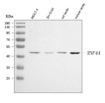 RNF44 Antibody