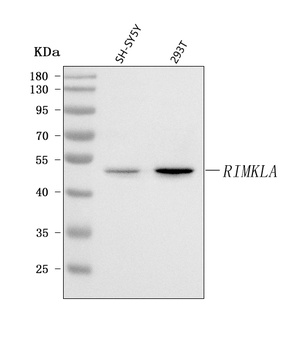 RIMKLA Antibody