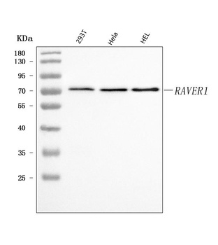 RAVER1 Antibody