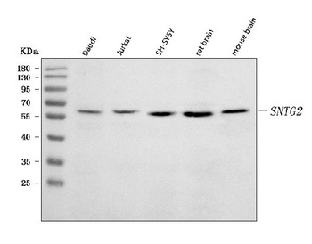 SNTG2 Antibody
