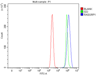 Anti-RASGRP1 Antibody