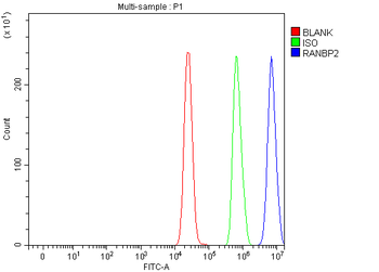Anti-RANBP2 Antibody