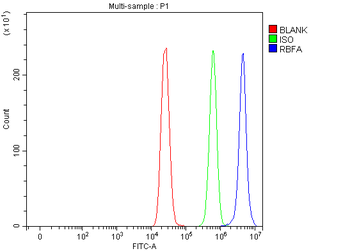 Anti-C18orf22/RBFA Antibody