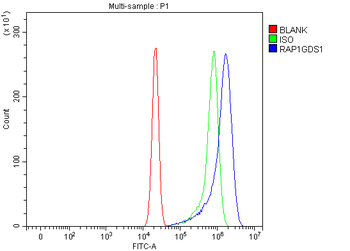 Anti-RAP1GDS1 Antibody
