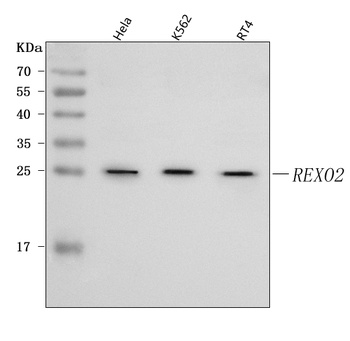 REXO2 Antibody