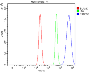 Anti-RAD51C Antibody