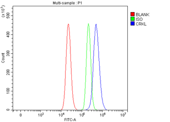 Anti-CRKL Antibody