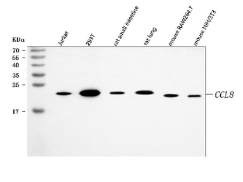 Anti-MCP2/CCL8 Antibody