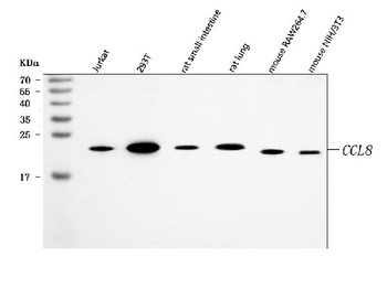 MCP2/CCL8 Antibody