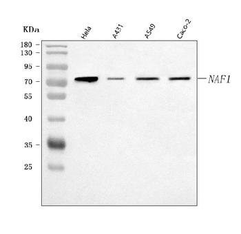 Anti-NAF1 Antibody