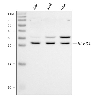 RAB34 Antibody