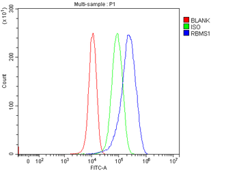 Anti-RBMS1 Antibody
