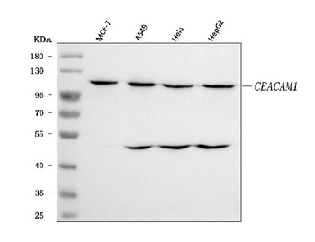 CEACAM1 Antibody