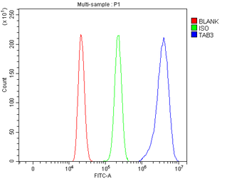Anti-TAB3 Antibody
