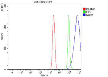 Anti-NQO1 Antibody