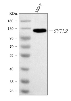 SLP2/SYTL2 Antibody