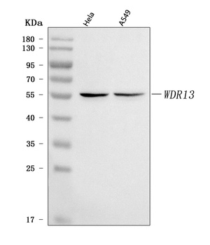 WDR13 Antibody