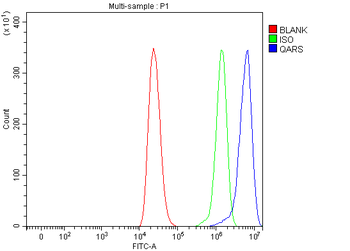 Anti-QARS1 Antibody