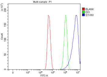 Anti-HRD1/SYVN1 Antibody