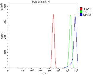 Anti-STAP2 Antibody