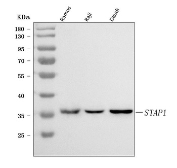 STAP-1/STAP1 Antibody