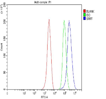 Anti-ARS2/SRRT Antibody