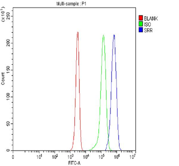 Anti-Serine racemase/SRR Antibody