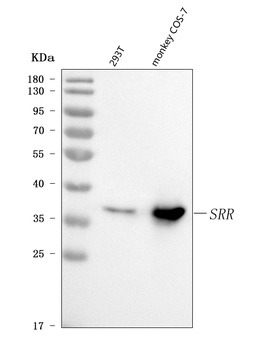 Serine racemase/SRR Antibody