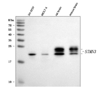 STMN3 Antibody