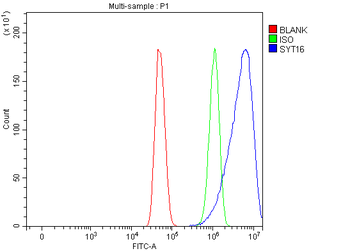 Anti-SYT16 Antibody
