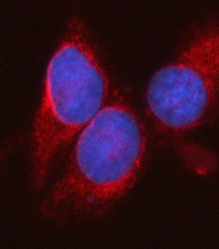 SYT16 Antibody