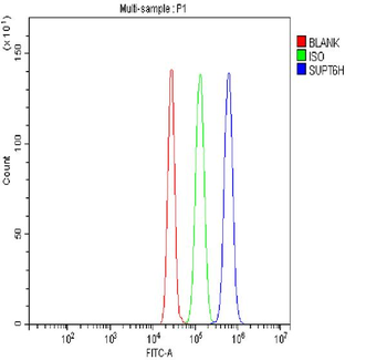 Anti-Spt6/SUPT6H Antibody