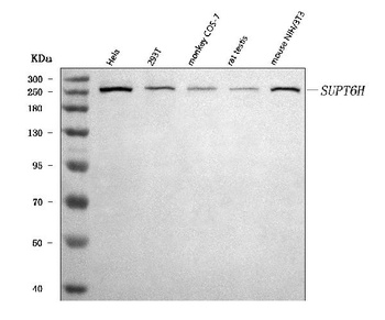 Spt6/SUPT6H Antibody