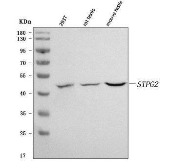 STPG2 Antibody