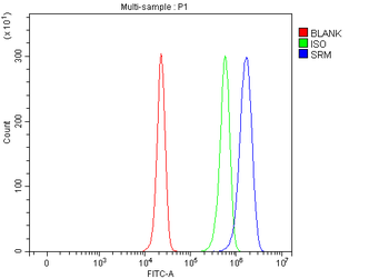 Anti-Spermidine synthase/SRM Antibody