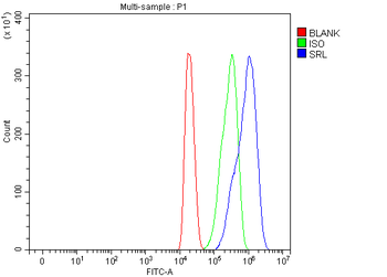 Anti-Sarcalumenin/Srl Antibody