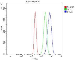 Anti-Sulfite oxidase/SUOX Antibody