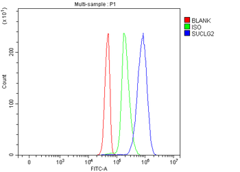 Anti-SUCLG2 Antibody