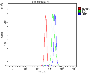 Anti-Cytokeratin 2e/KRT2 Antibody