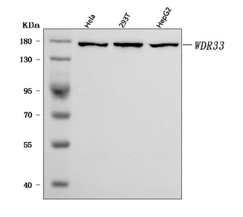 WDR33 Antibody